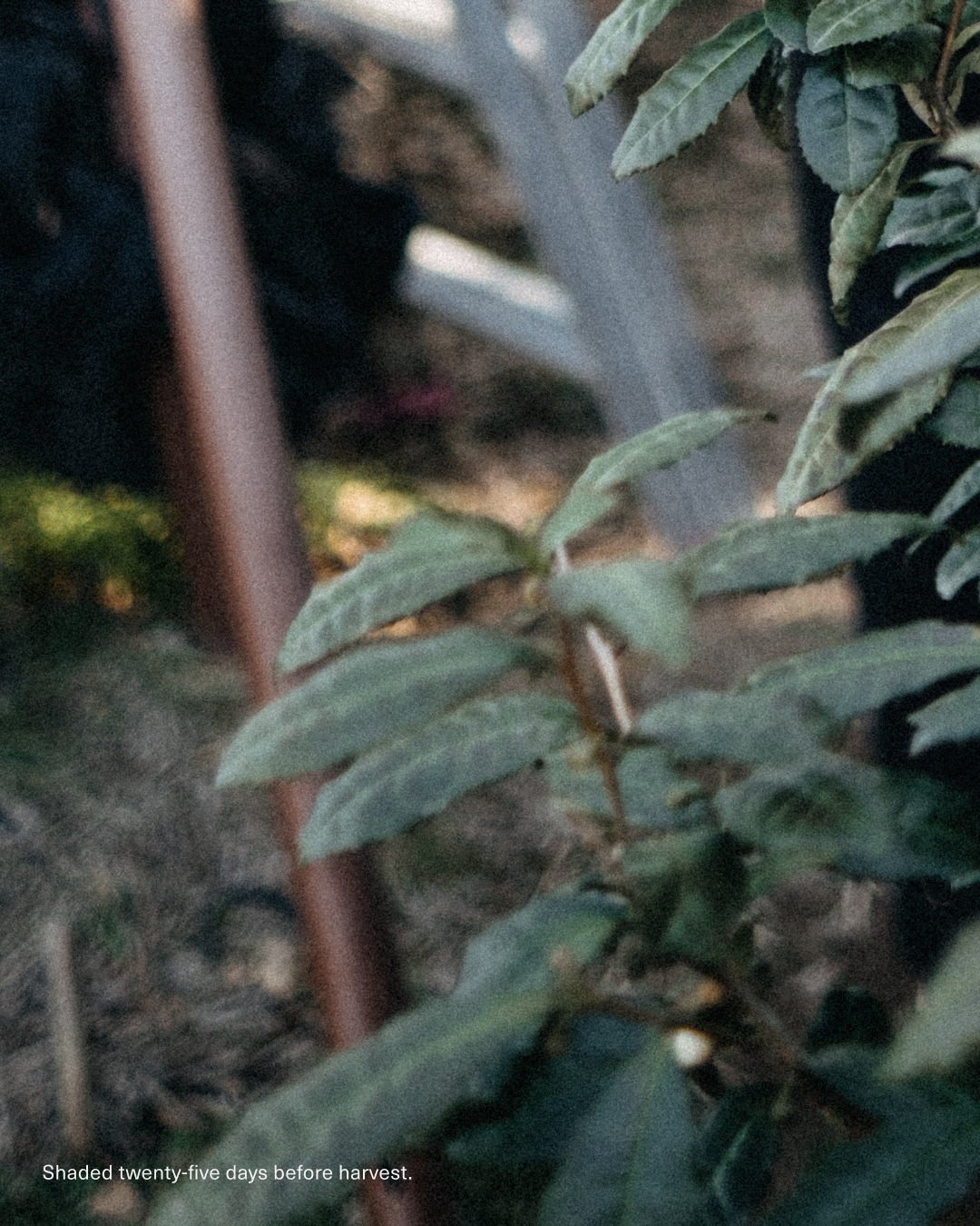 Ceremonial matcha labels: producer, harvest and packing details