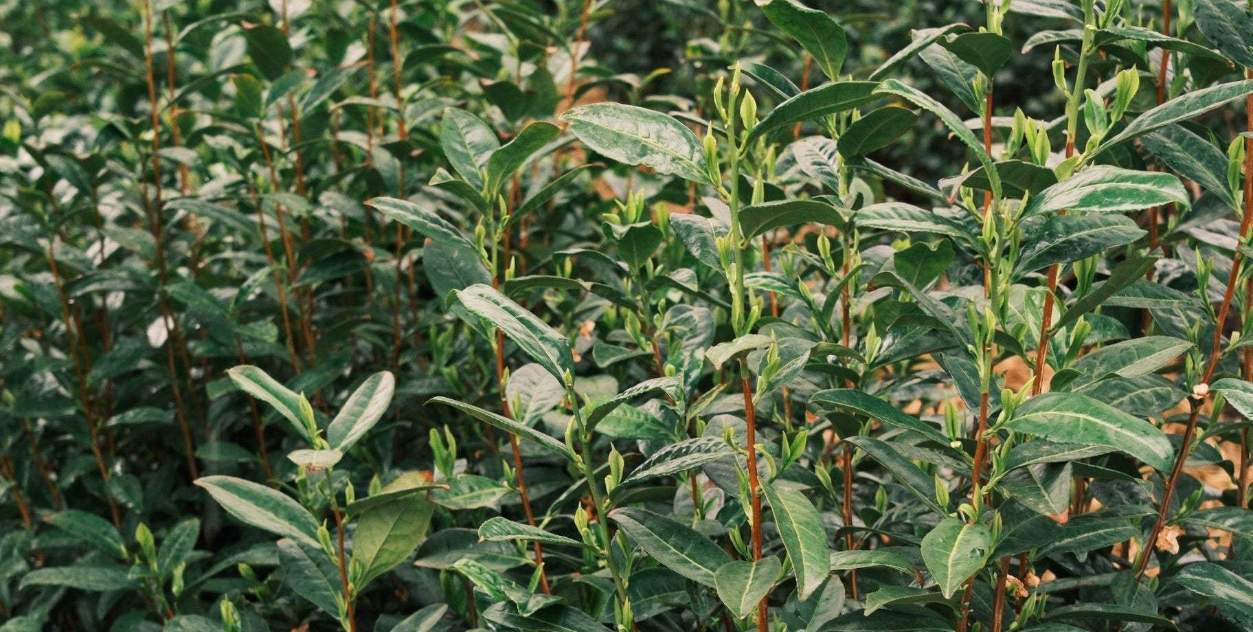 Close-up of a green tea plant, young tea leaves grown and shaded for matcha and for Uchi matcha
